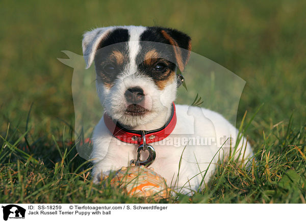 Parson Russell Terrier Welpe mit Ball / Parson Russell Terrier Puppy with ball / SS-18259