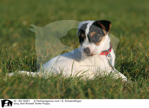 liegender Parson Russell Terrier Welpe / lying Parson Russell Terrier Puppy / SS-18261