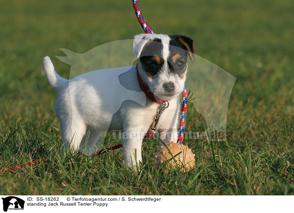 stehender Parson Russell Terrier Welpe / standing Parson Russell Terrier Puppy / SS-18262