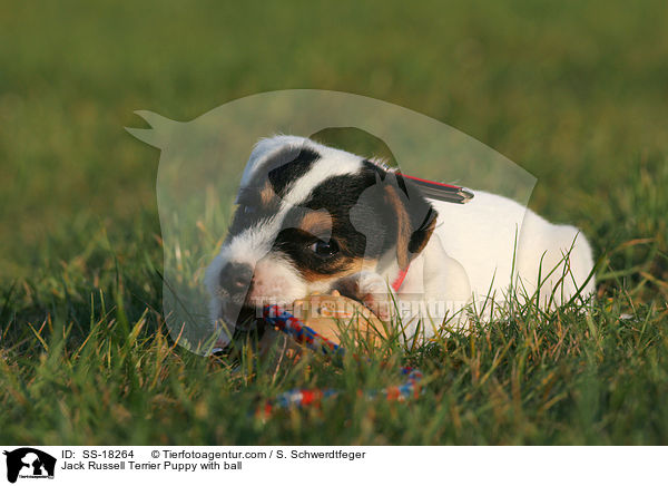 Parson Russell Terrier Welpe mit Ball / Parson Russell Terrier Puppy with ball / SS-18264