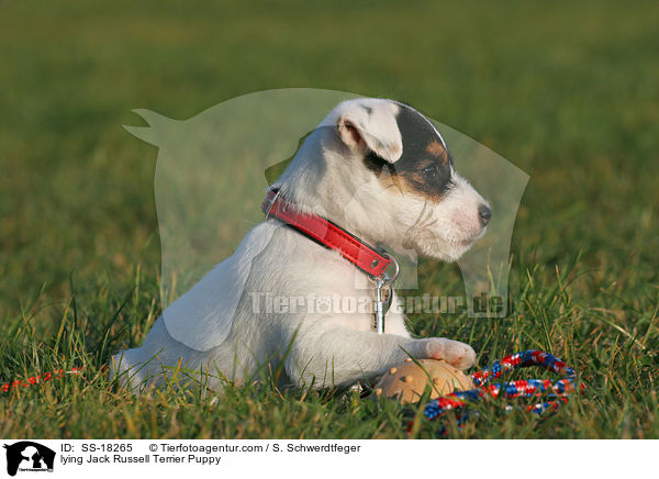 liegender Parson Russell Terrier Welpe / lying Parson Russell Terrier Puppy / SS-18265