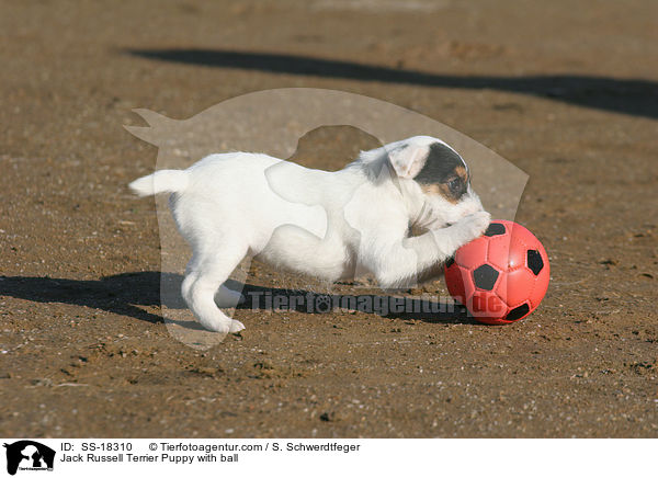 Parson Russell Terrier Welpe mit Ball / Parson Russell Terrier Puppy with ball / SS-18310