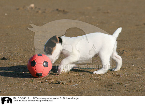 Parson Russell Terrier Welpe mit Ball / Parson Russell Terrier Puppy with ball / SS-18312