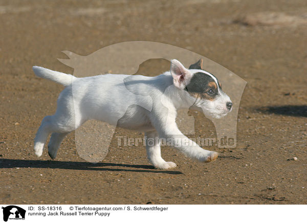 rennender Parson Russell Terrier Welpe / running Parson Russell Terrier Puppy / SS-18316