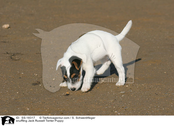 schnuppernder Parson Russell Terrier Welpe / snuffling Parson Russell Terrier Puppy / SS-18317