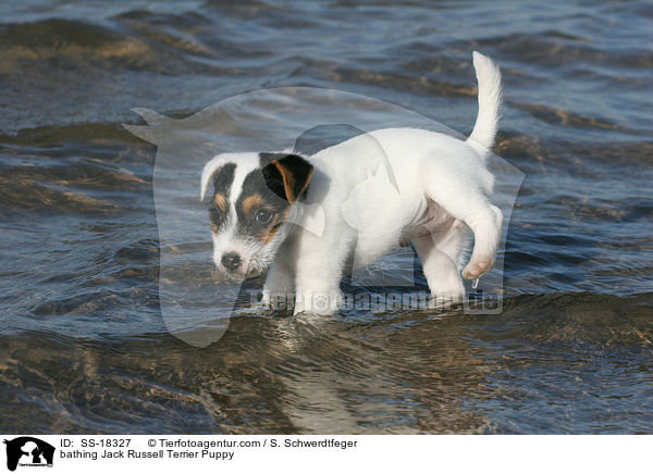 badender Parson Russell Terrier Welpe / bathing Parson Russell Terrier Puppy / SS-18327