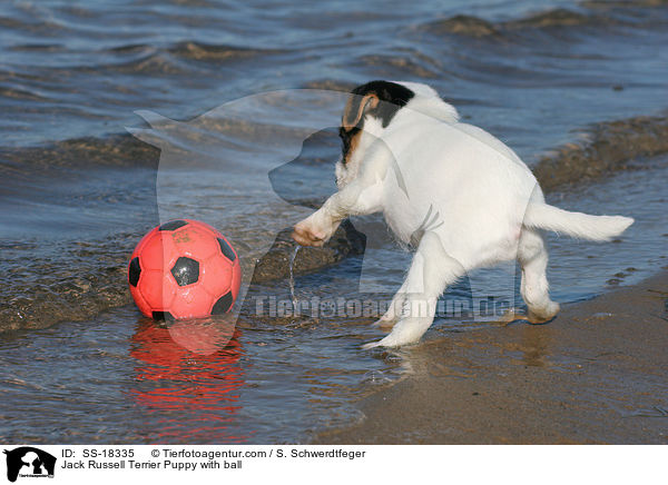 Parson Russell Terrier Welpe mit Ball / Parson Russell Terrier Puppy with ball / SS-18335