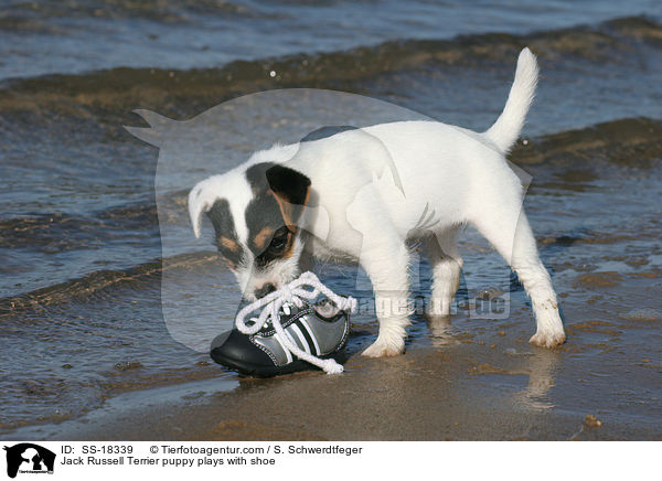 Parson Russell Terrier Welpe spielt mit Schuh / Parson Russell Terrier puppy plays with shoe / SS-18339