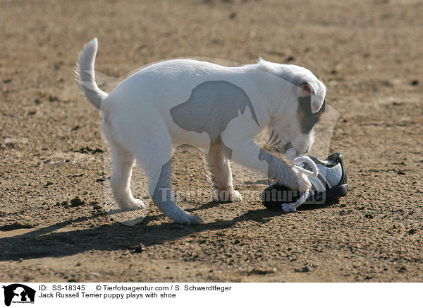 Parson Russell Terrier Welpe spielt mit Schuh / Parson Russell Terrier puppy plays with shoe / SS-18345