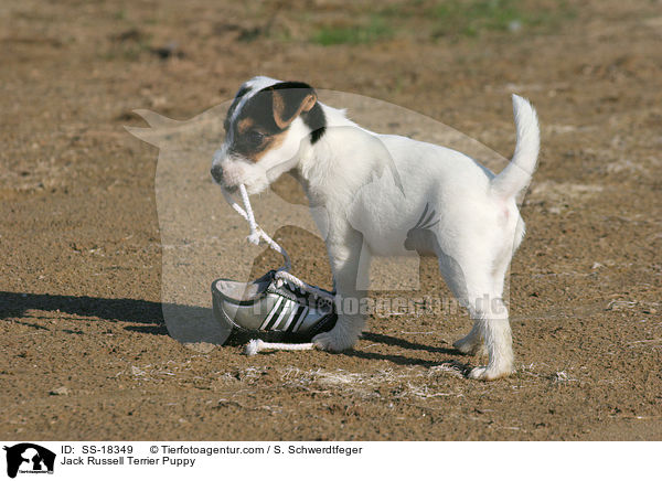 Parson Russell Terrier Welpe / Parson Russell Terrier Puppy / SS-18349