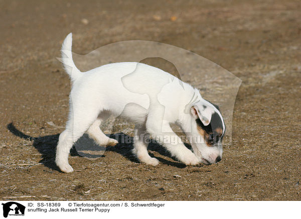 schnuppernder Parson Russell Terrier Welpe / snuffling Parson Russell Terrier Puppy / SS-18369