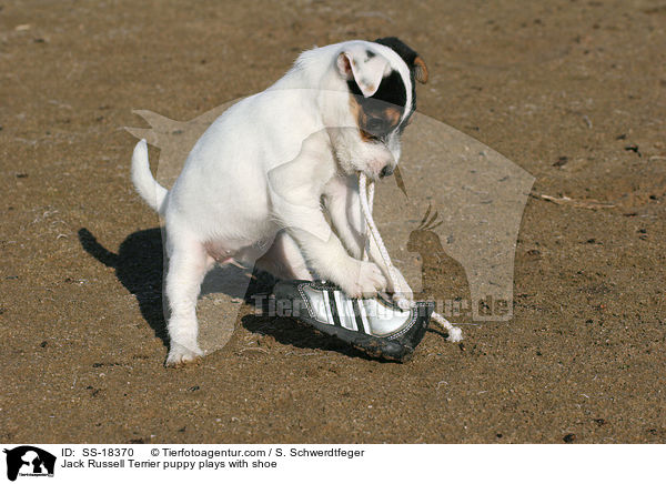 Parson Russell Terrier Welpe spielt mit Schuh / Parson Russell Terrier puppy plays with shoe / SS-18370