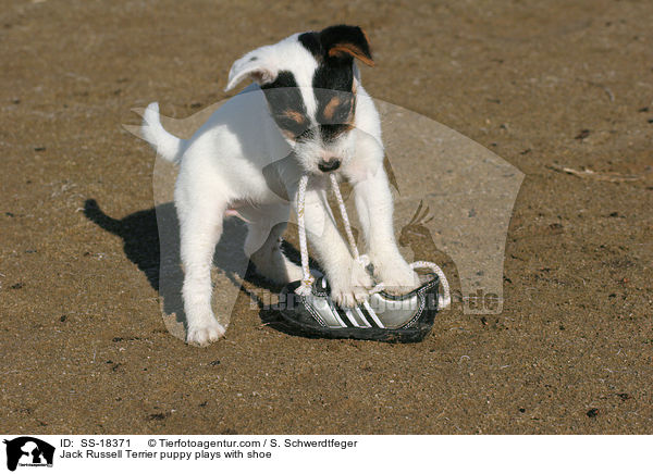 Parson Russell Terrier Welpe spielt mit Schuh / Parson Russell Terrier puppy plays with shoe / SS-18371