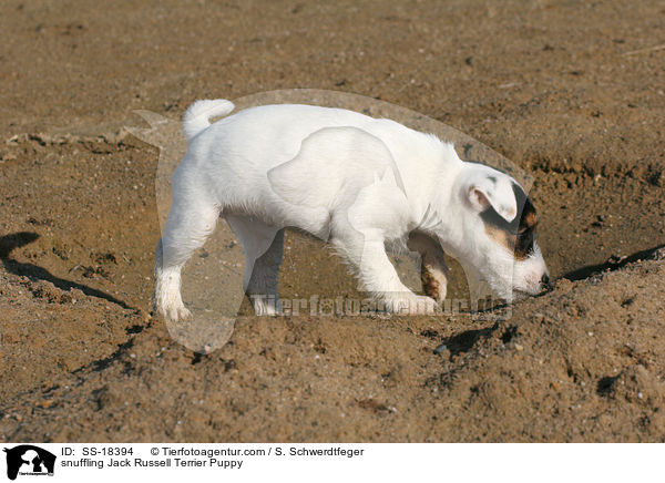 schnuppernder Parson Russell Terrier Welpe / snuffling Parson Russell Terrier Puppy / SS-18394