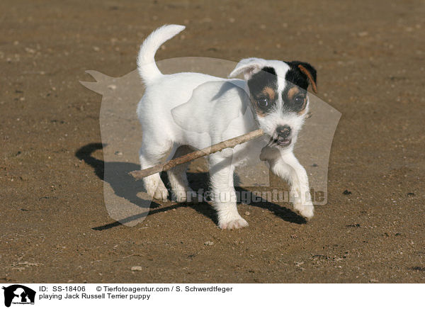 Parson Russell Terrier Welpe spielt mit Stckchen / playing Parson Russell Terrier puppy / SS-18406