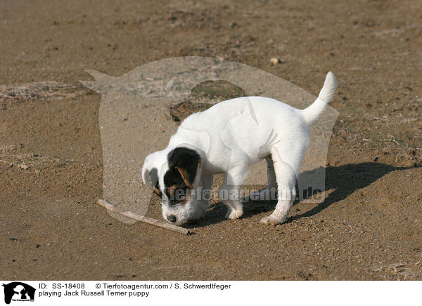 Parson Russell Terrier Welpe spielt mit Stckchen / playing Parson Russell Terrier puppy / SS-18408