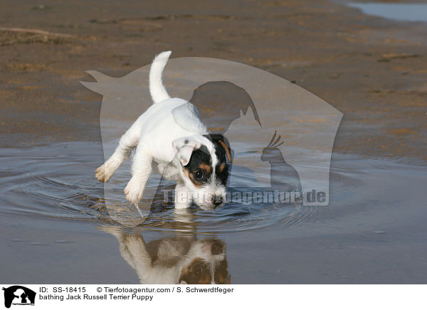 bathing Jack Russell Terrier Puppy / SS-18415