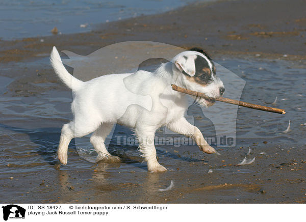 playing Jack Russell Terrier puppy / SS-18427