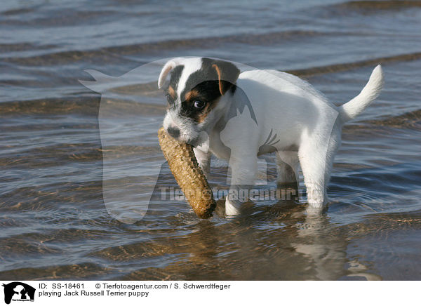 spielender Parson Russell Terrier / playing Parson Russell Terrier puppy / SS-18461