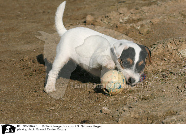 spielender Parson Russell Terrier Welpe / playing Parson Russell Terrier Puppy / SS-18473