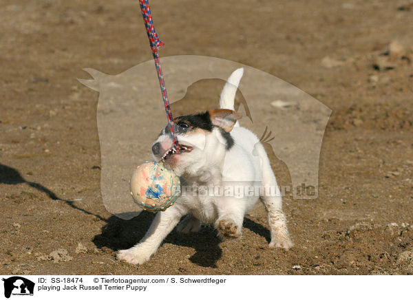 spielender Parson Russell Terrier Welpe / playing Parson Russell Terrier Puppy / SS-18474