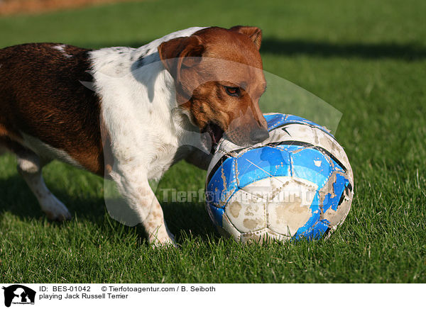 spielender Jack Russell Terrier / playing Jack Russell Terrier / BES-01042