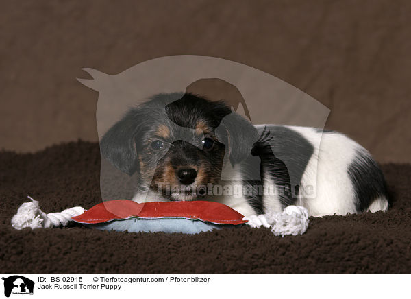 Jack Russell Terrier Welpe / Jack Russell Terrier Puppy / BS-02915