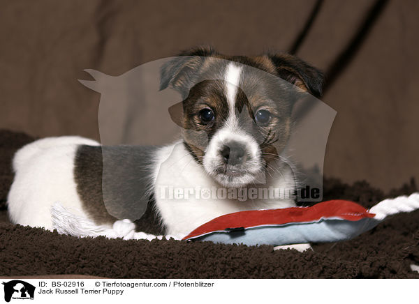 Jack Russell Terrier Welpe / Jack Russell Terrier Puppy / BS-02916