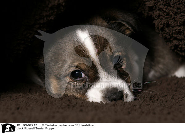 Jack Russell Terrier Welpe / Jack Russell Terrier Puppy / BS-02917