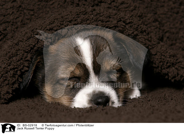 Jack Russell Terrier Welpe / Jack Russell Terrier Puppy / BS-02918
