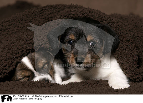 Jack Russell Terrier Welpe / Jack Russell Terrier Puppy / BS-02919