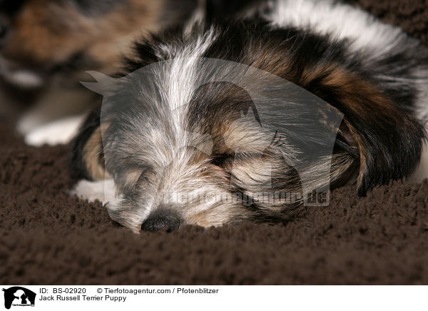 Jack Russell Terrier Welpe / Jack Russell Terrier Puppy / BS-02920