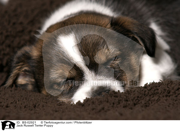 Jack Russell Terrier Welpe / Jack Russell Terrier Puppy / BS-02921