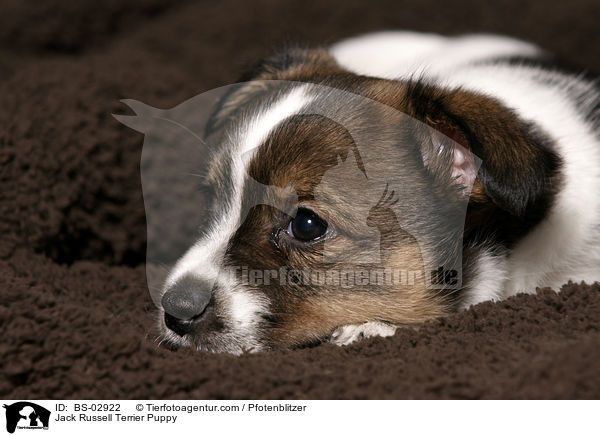 Jack Russell Terrier Welpe / Jack Russell Terrier Puppy / BS-02922
