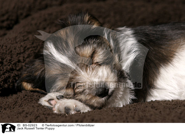 Jack Russell Terrier Welpe / Jack Russell Terrier Puppy / BS-02923