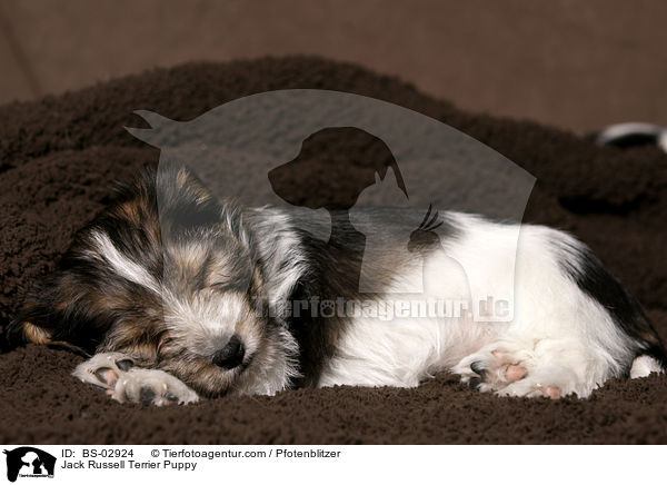 Jack Russell Terrier Welpe / Jack Russell Terrier Puppy / BS-02924
