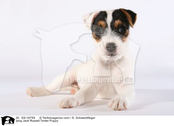 liegender Parson Russell Terrier Welpe / lying Parson Russell Terrier Puppy / SS-18759