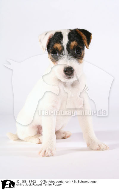 sitting Jack Russell Terrier Puppy / SS-18762