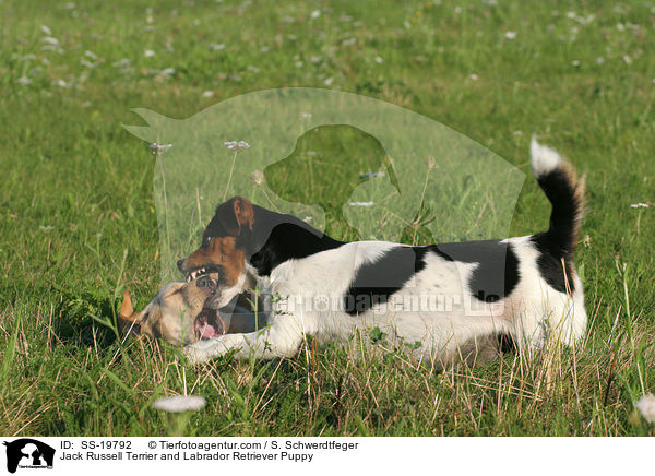 Jack Russell Terrier und Labrador Retriever Welpe / Jack Russell Terrier and Labrador Retriever Puppy / SS-19792
