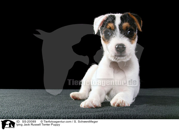 Parson Russell Terrier Welpe / Parson Russell Terrier Puppy / SS-20089