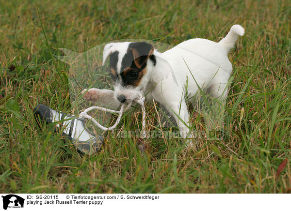 spielender Parson Russell Terrier Welpe / playing Parson Russell Terrier puppy / SS-20115