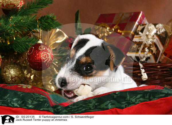 Parson Russell Terrier weihnachtlich / Parson Russell Terrier at christmas / SS-20135