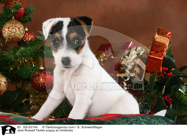 Parson Russell Terrier weihnachtlich / Parson Russell Terrier at christmas / SS-20144