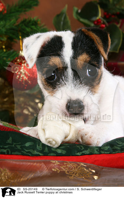 Parson Russell Terrier weihnachtlich / Parson Russell Terrier at christmas / SS-20149