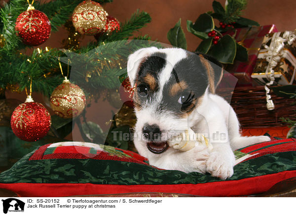 Parson Russell Terrier weihnachtlich / Parson Russell Terrier at christmas / SS-20152