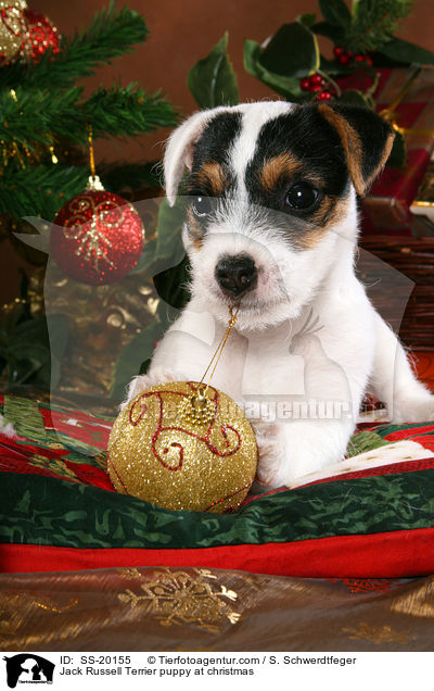 Parson Russell Terrier weihnachtlich / Parson Russell Terrier at christmas / SS-20155