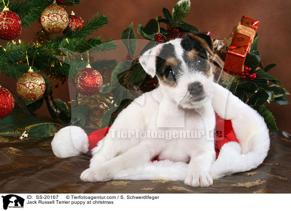 Parson Russell Terrier weihnachtlich / Parson Russell Terrier at christmas / SS-20167