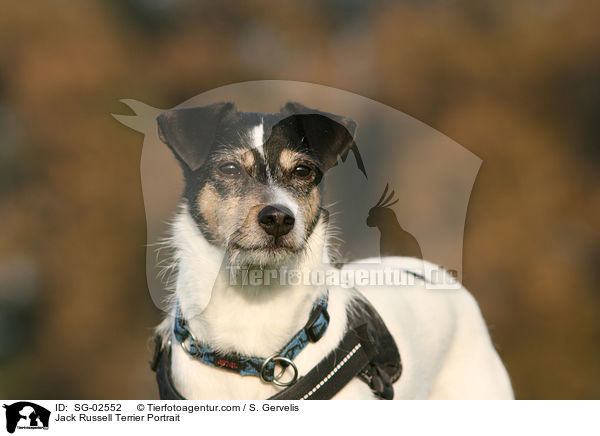 Jack Russell Terrier Portrait / Jack Russell Terrier Portrait / SG-02552