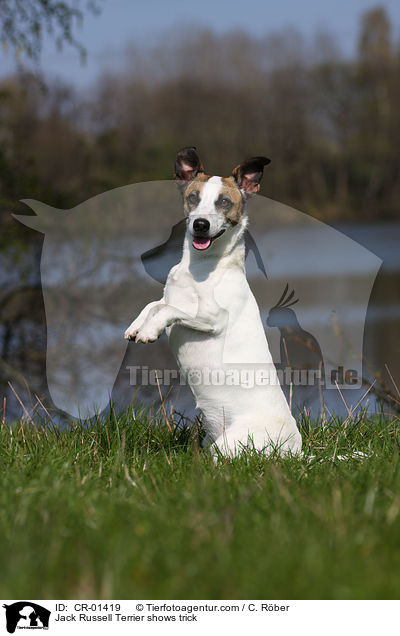 Jack Russell Terrier macht Mnnchen / Jack Russell Terrier shows trick / CR-01419