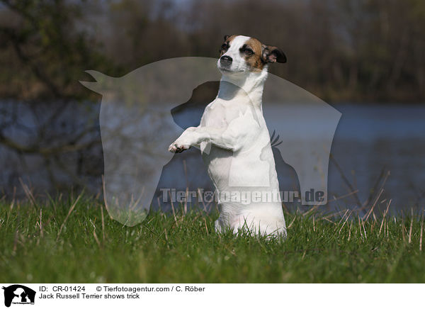 Jack Russell Terrier macht Mnnchen / Jack Russell Terrier shows trick / CR-01424
